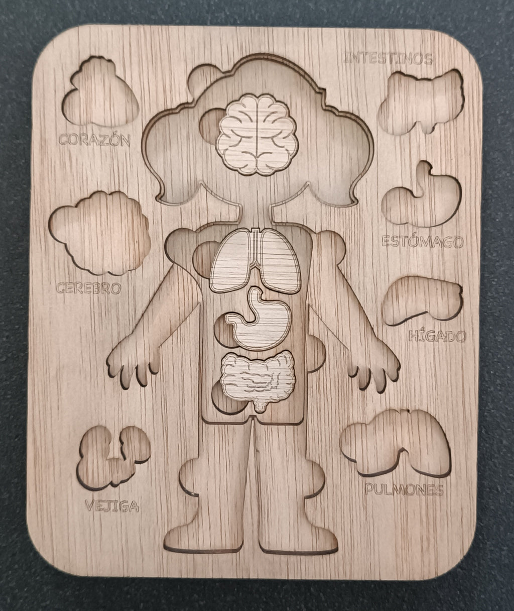 Vista completa modelo anatómico madera educativo artesanal Islas Canarias Canary Soulmade Crafts